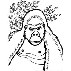 Раскраска: горилла (Животные) #7431 - Бесплатные раскраски для печати