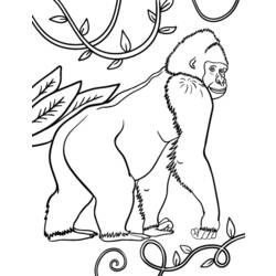 Раскраска: горилла (Животные) #7442 - Бесплатные раскраски для печати