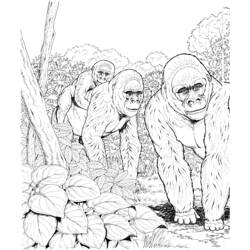 Раскраска: горилла (Животные) #7464 - Бесплатные раскраски для печати
