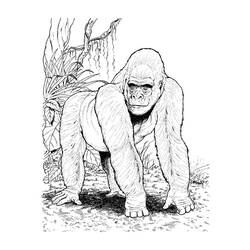 Раскраска: горилла (Животные) #7467 - Бесплатные раскраски для печати