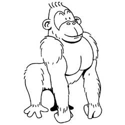Раскраски: горилла - Бесплатные раскраски для печати