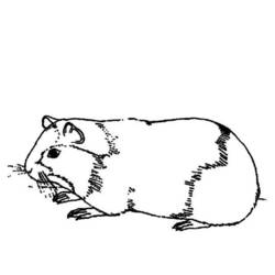 Раскраска: Индейка свинья (Животные) #18486 - Бесплатные раскраски для печати
