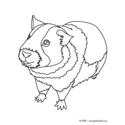 Раскраска: Индейка свинья (Животные) #18493 - Бесплатные раскраски для печати