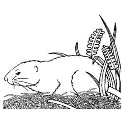 Раскраска: Индейка свинья (Животные) #18494 - Бесплатные раскраски для печати
