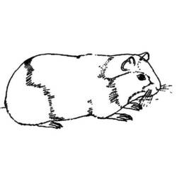 Раскраска: Индейка свинья (Животные) #18497 - Бесплатные раскраски для печати