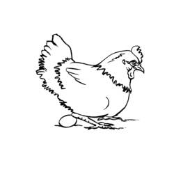 Раскраска: курица (Животные) #17463 - Бесплатные раскраски для печати