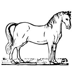 Раскраска: лошадь (Животные) #2176 - Бесплатные раскраски для печати