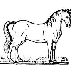 Раскраска: лошадь (Животные) #2198 - Бесплатные раскраски для печати