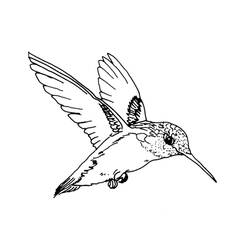 Раскраска: колибри (Животные) #3783 - Бесплатные раскраски для печати