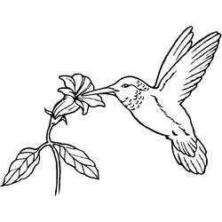 Раскраска: колибри (Животные) #3786 - Бесплатные раскраски для печати