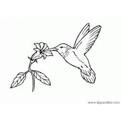 Раскраска: колибри (Животные) #3793 - Бесплатные раскраски для печати
