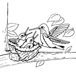Раскраска: колибри (Животные) #3796 - Бесплатные раскраски для печати