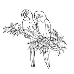 Раскраска: колибри (Животные) #3800 - Бесплатные раскраски для печати