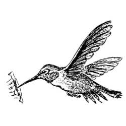 Раскраска: колибри (Животные) #3802 - Бесплатные раскраски для печати