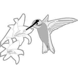 Раскраска: колибри (Животные) #3807 - Бесплатные раскраски для печати