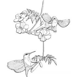 Раскраска: колибри (Животные) #3814 - Бесплатные раскраски для печати