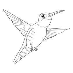 Раскраска: колибри (Животные) #3819 - Бесплатные раскраски для печати
