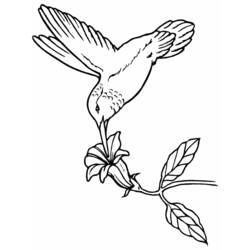 Раскраска: колибри (Животные) #3820 - Бесплатные раскраски для печати