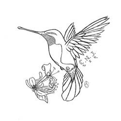 Раскраски: колибри - Бесплатные раскраски для печати