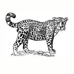 Раскраска: ягуар (Животные) #9007 - Бесплатные раскраски для печати