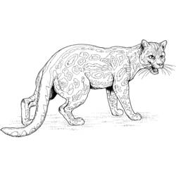 Раскраска: ягуар (Животные) #9014 - Бесплатные раскраски для печати