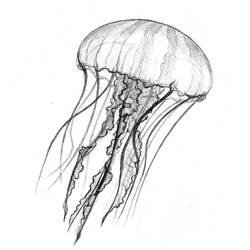 Раскраска: медуза (Животные) #20408 - Бесплатные раскраски для печати