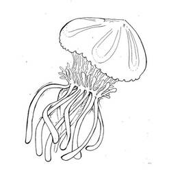 Раскраска: медуза (Животные) #20539 - Бесплатные раскраски для печати