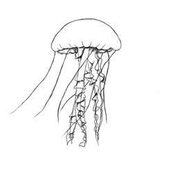 Раскраска: медуза (Животные) #20559 - Бесплатные раскраски для печати