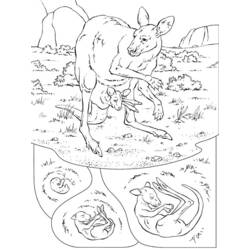 Раскраска: кенгуру (Животные) #9151 - Бесплатные раскраски для печати
