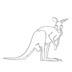 Раскраска: кенгуру (Животные) #9171 - Бесплатные раскраски для печати