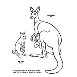 Раскраска: кенгуру (Животные) #9182 - Бесплатные раскраски для печати