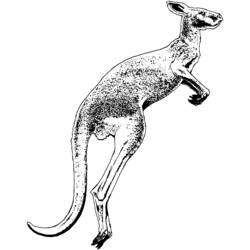 Раскраска: кенгуру (Животные) #9204 - Бесплатные раскраски для печати