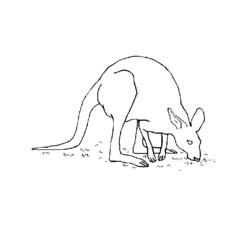 Раскраска: кенгуру (Животные) #9207 - Бесплатные раскраски для печати