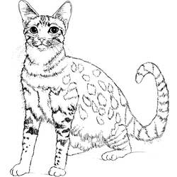 Раскраска: котенок (Животные) #18096 - Бесплатные раскраски для печати