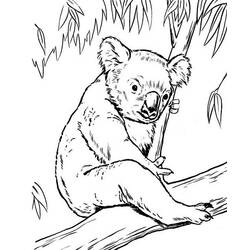 Раскраска: коала (Животные) #9405 - Бесплатные раскраски для печати