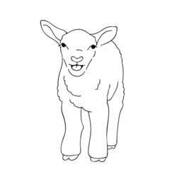 Раскраска: баранина (Животные) #216 - Бесплатные раскраски для печати
