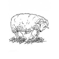 Раскраска: баранина (Животные) #226 - Бесплатные раскраски для печати