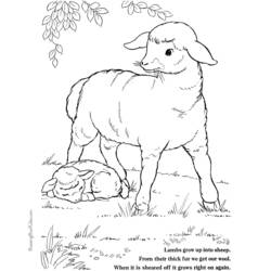Раскраска: баранина (Животные) #268 - Бесплатные раскраски для печати