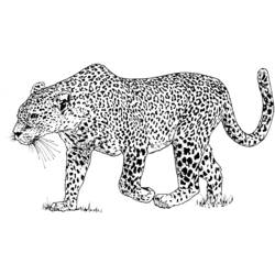 Раскраски: леопард - Бесплатные раскраски для печати