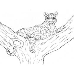 Раскраска: леопард (Животные) #9722 - Бесплатные раскраски для печати