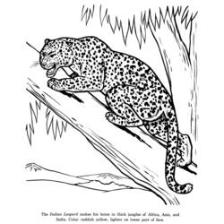 Раскраска: леопард (Животные) #9748 - Бесплатные раскраски для печати
