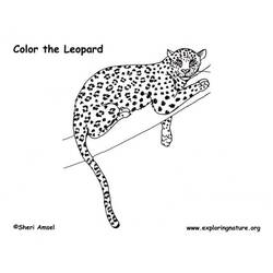 Раскраска: леопард (Животные) #9753 - Бесплатные раскраски для печати