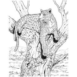 Раскраска: леопард (Животные) #9770 - Бесплатные раскраски для печати