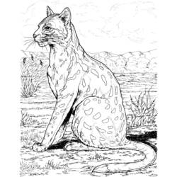 Раскраска: леопард (Животные) #9771 - Бесплатные раскраски для печати