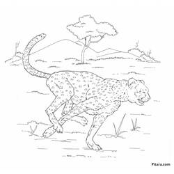 Раскраска: леопард (Животные) #9777 - Бесплатные раскраски для печати
