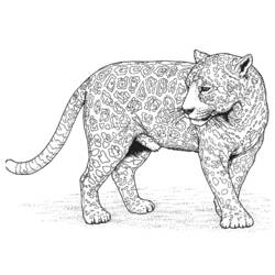 Раскраска: леопард (Животные) #9817 - Бесплатные раскраски для печати