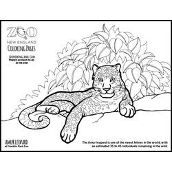 Раскраска: леопард (Животные) #9834 - Бесплатные раскраски для печати