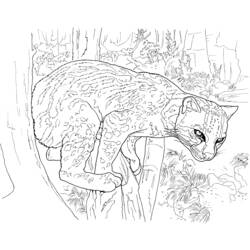 Раскраска: леопард (Животные) #9845 - Бесплатные раскраски для печати
