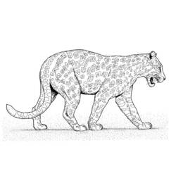 Раскраска: леопард (Животные) #9859 - Бесплатные раскраски для печати