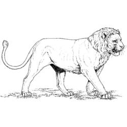 Раскраска: лев (Животные) #10256 - Бесплатные раскраски для печати